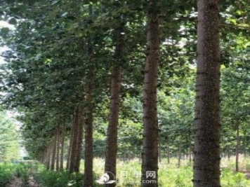 河南周口：培育出不飞絮的杨树新品种