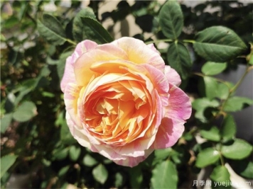 100种玫瑰花的名字，来了解下不同颜色的品种月季