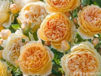 大花香水月季的养护方法，分享10种花香飘满屋