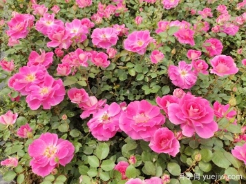 仙境盆栽月季杯苗粉色丰花，绿化工程批发