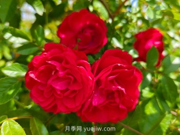 月季红木香爆花机器，花艳丽花量大花期长