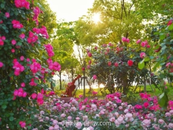 上海前滩休闲公园，月季花海盛景等你赏
