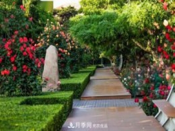 秦皇岛适合养月季花，市花和市树是什么
