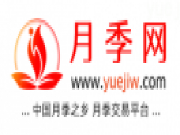 中国上海龙凤419，月季品种介绍和养护知识分享专业网站